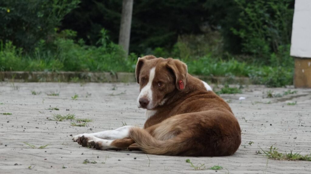 Yasa teklifini Meclis’e getiriliyor! Belediye ilana koyacak, sahipsiz kalan sokak köpekleri uyutulacak!